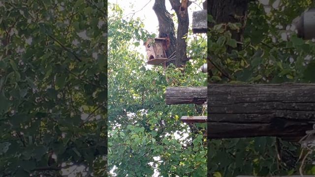заселение воробьëв в скворечник часть 4
