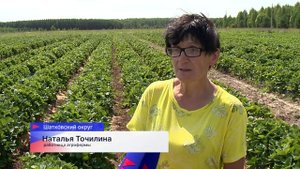 Плантации клубники в Шатковском округе