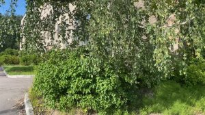Данилова 1