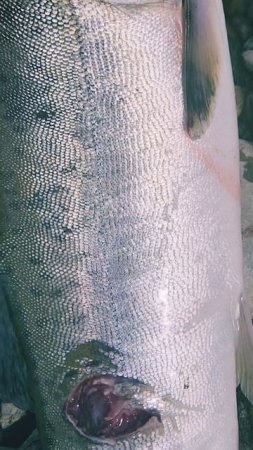 Кто то ест мою рыбку!👀🤪🐟🎣💙 #nastikae #fishing #рыбалка #горбуша