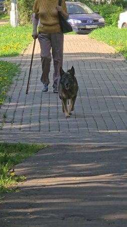 #пес #reels #short #shorts #margo #dog #dogs #doglife #dogshort #dogshort #dogvideo #surprise #joy