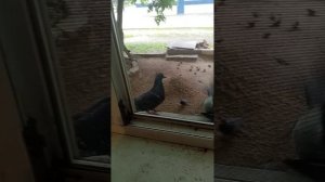 как воробьи любят взрыхлёный песок!  мои птич и;