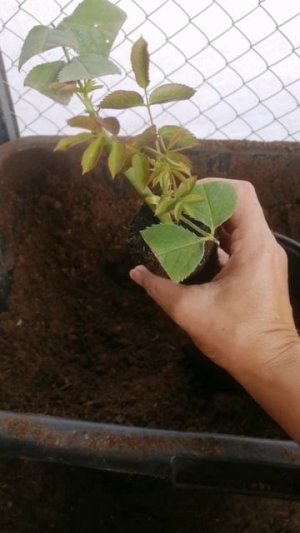 Черенки укоренилась что дальше
