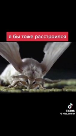 #Мотылёк #Пенис #Секс