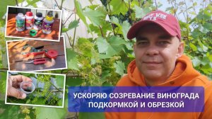А как можно ускорить созревание 🍇 винограда? Показываю удобрения и летнюю обрезку винограда 🌱