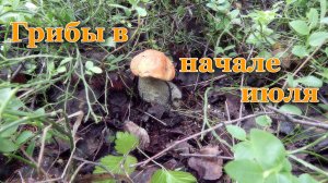Грибы в начале июля Архангельская область