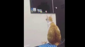 МАМ ДОСТАНЬ ИГРУШКУ КОТИК ПРОСИТ ПОМОЩИ У МАМЫ СМЕШНЫЕ КОТИКИ