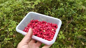 ШОК!!! Пошел за ягодой, а нашел грибы!! Сбор земляники и маслят 07.07.25