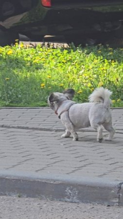 #собачка #reels #short #shorts #margo #shortvideo #shortsvideo #dog #dogs #doglife #dogshort #joy