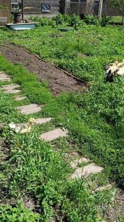 Гусята вышли погулять