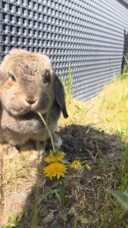 Газонозаяц😱🐰🐇