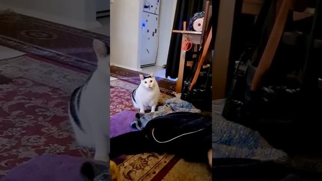 the cat