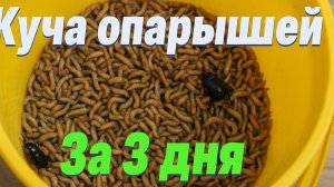 🪱 Как вырастить опарыша дома и больше не тратиться на наживку!