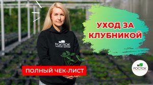 Клубника: мини-гайд для новичков 🍓