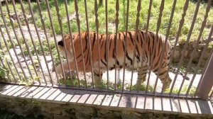 Хабаровск 26.06.2025 Зоопарк .ТИГР 🐯🐅