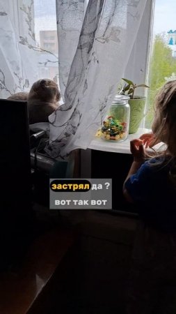 Вместе хулиганят, шпана мелкая 😼👶 #котики #детскийканал #детство #детскийконтент #детскийблог #детск