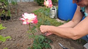 Укореняем розу не срезая с куста 💁🌹