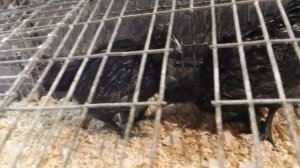 замутил курятник в гараже в яме