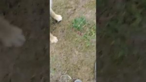 Собак
И