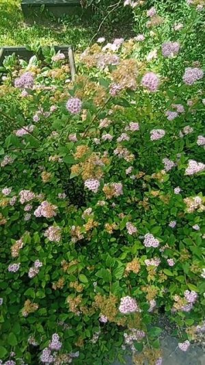 🌸🌺🌻🌹🌷🌼💐