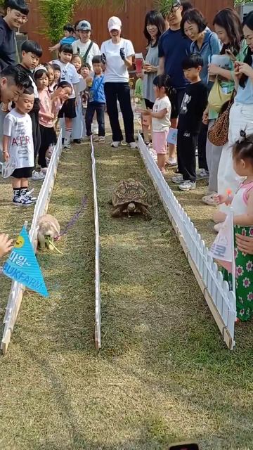 Кто быстрее: забег кролика и черепахи