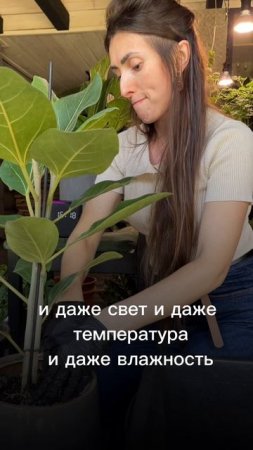 #комнатныерастения #уходзарастениями #фитодизайн #озеленение
