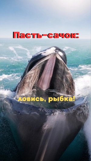 Синие киты или плавуча лодка?🤔