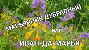 Легенда о красивом растении. #сезонконтентаRUTUBE