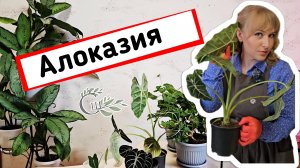 🌿🍄Алоказия. Уход и размножение. #shelestsad