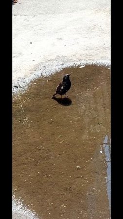 птичка
