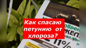 Самый быстрый и лучший способ спасения петунии от хлороза #петуния #хлороз #цветы