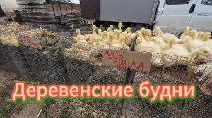 Про поездку на птичий рынок, аптеку, прогулка по селу, лето 2025