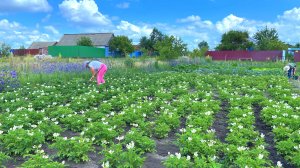 БАССЕЙН КАК РЕШЕТО - УСТАЛИ ЗАКЛЕИВАТЬ. ЕДИМ ЗЕМЛЯНИКУ В ПОЛЕ. НА ПЕРЕЦ НАПАЛ ВРЕДИТЕЛЬ.