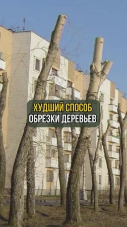 Худший способ обрезки деревьев