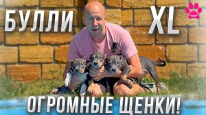 Щенки ВПЕРВЫЕ увидели ВОДУ! Американкий Булли XL на свободе! Live-видео