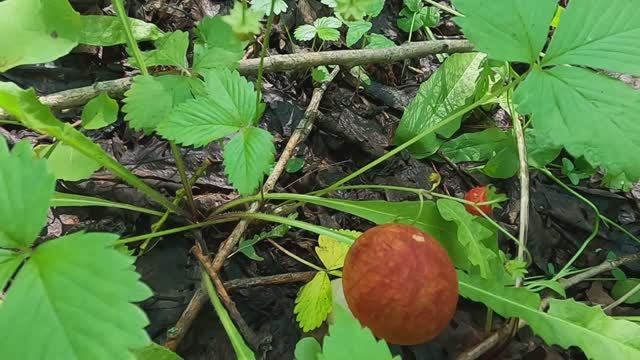 Первые грибы в этом сезоне