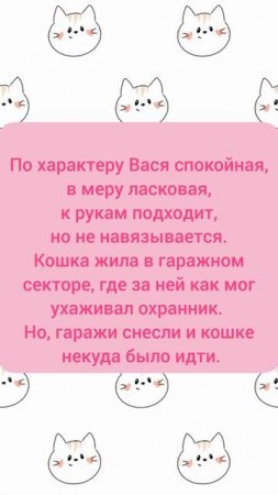 🌸 Ищет дом замечательная Васенька. 🏡 🐈