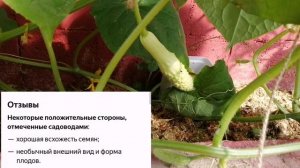 Новый сорт огурца! Анаконда