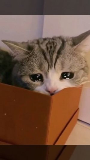 Наш TG https://t.me/liveofcats