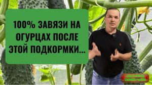 Простая подкормка, от которой завязались все до единого огурчика!