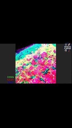 🧬🩺Выращенная в лаборатории печень впервые самостоятельно отрастила собственные сосуды!