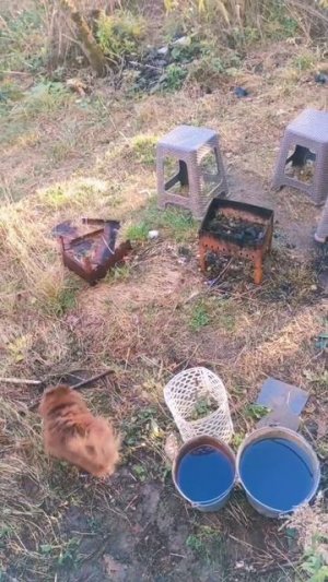 Арга кряхтит #шпицы #собаки #животные