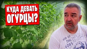 ❗️Обзор огорода и котов / О наших планах на гараж 🔥