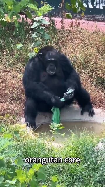 Обезьяны