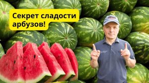 Вот почему у нас всегда самые сладкие арбузы!