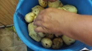 Картофель Ривера третий подкоп. Клубни начали трескаются от дождей. Видео от 2 июля.