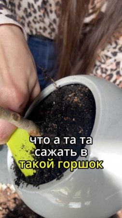 #фитодизайн #озеленение #комнатныерастения