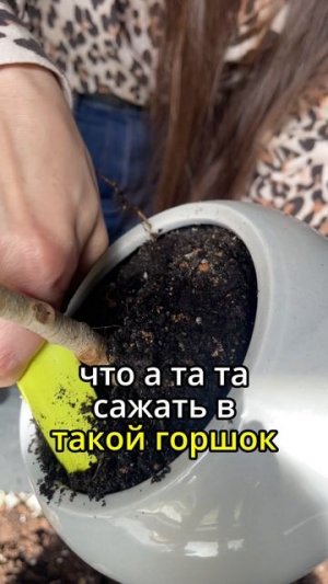#фитодизайн #озеленение #комнатныерастения