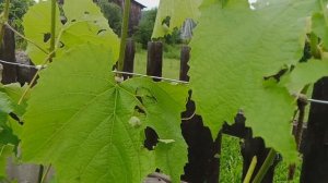 Во Урал даёт! Поселок Уфимский сегодня ночью... Все покрошило в салат.