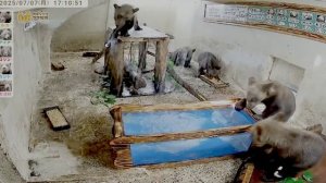 Медвежата пытаются понять- что это